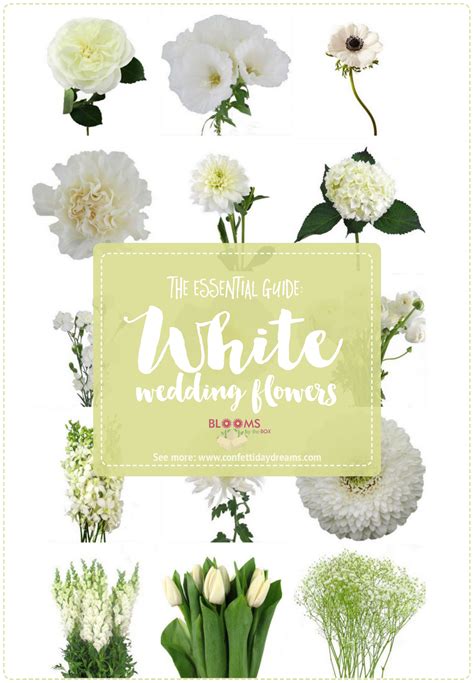 White Wedding Flowers Guide: Types of White Flowers, Names + Pics