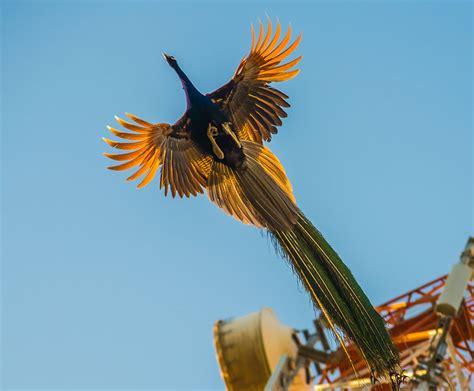 How Peacocks Look In Mid-Flight (9 Pics) | Bored Panda