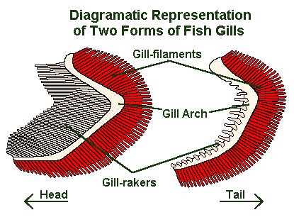 why do fish have gills