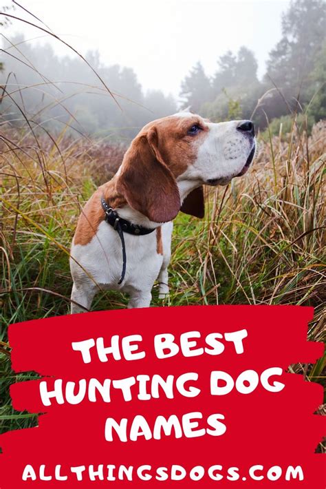 Best Hunting Dog Names | Hunting dog names, Dog names, Hunting dogs