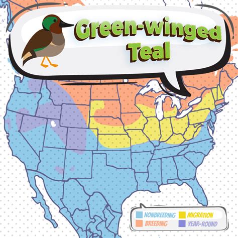 Green Winged Teal - Bird Watching Academy