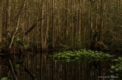 Teal Ocean Photography: Highlands Hammock State Park