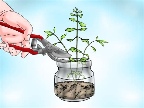 3 Ways to Grow Bacopa Plants - wikiHow