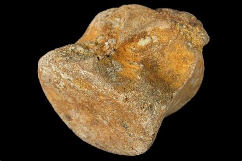 1.2" Fossil Hadrosaur Vertebra - Alberta (Disposition #000028-29 ...