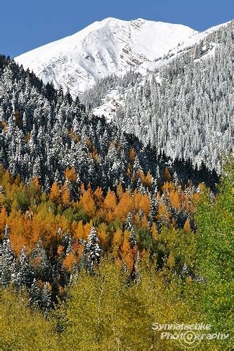 Aspen Fall Colors | Fall Foliage | Colorado | USA | Synnatschke Photography