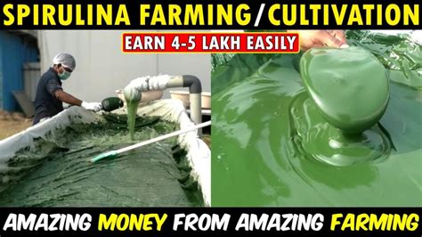 Spirulina Cultivation: Spirulina Farming Training - Discover Agriculture