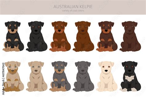 Australian Kelpie puppies all colours clipart. Different coat colors ...