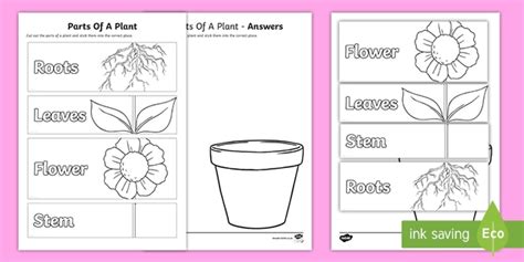 Parts of a Plant Worksheet | Twinkl Teacher-Made Resources