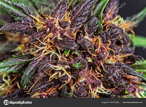 Purple cannabis bud full of trichomes. Stock Photo by ©Gleti 343773236