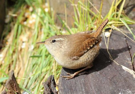 16 Things Wrens Like To Eat (Diet & Feeding Tips)