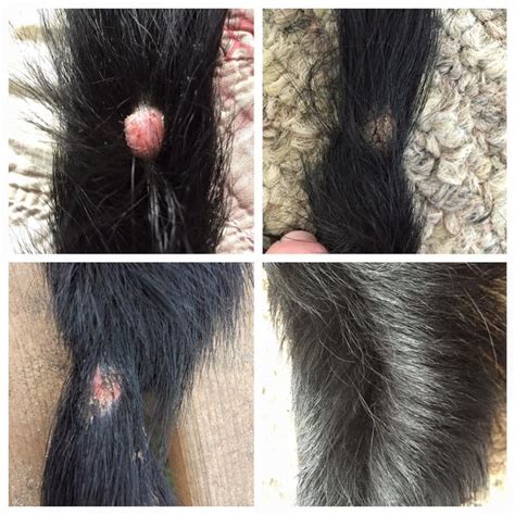 tick bite lump on cat - Maryetta Stclair