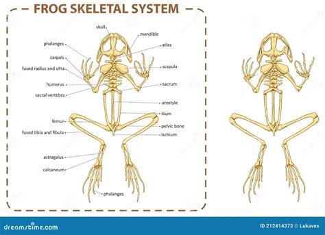 Frog - skeleton stock vector. Illustration of anatomy - 212414373