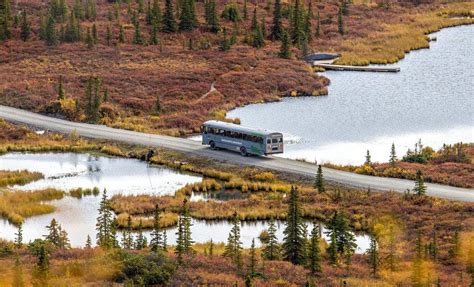 Denali Cabins: Base Camp to Adventure Near Denali National Park