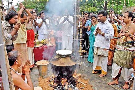 Thai Pongal: Thanksgiving festival of Tamil farmers - News Features ...