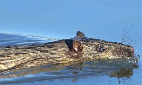 Native water rats are actual masterminds, literally eating cane toads ...