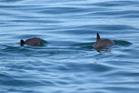 Preventing the extinction of the vaquita - EIA