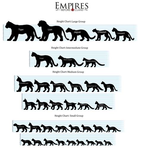 Big Cats Size Comparison Chart