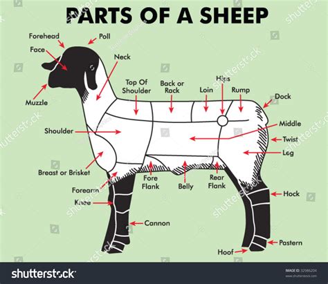 Anatomy Of Sheep Body Parts