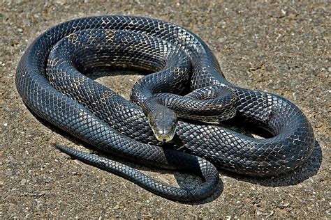 A View from the Beach: Snake Bit!