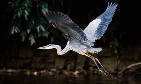 Great Blue Heron