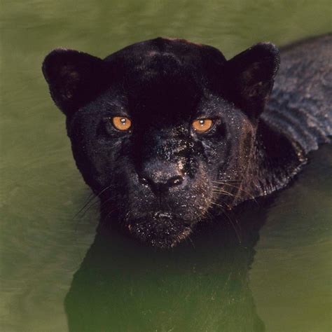 Black Jaguar Habitat