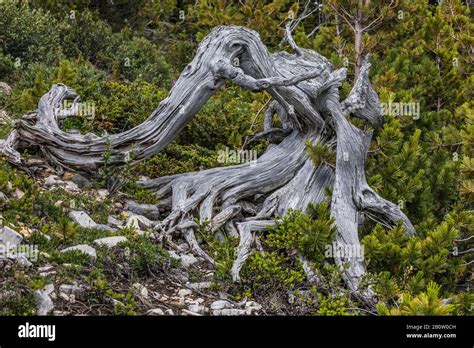 Whitebark Pine, Pinus albicaulis, older dead trunk with young krummholz ...