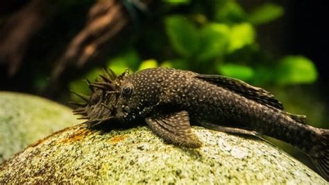 Bristle Nose Pleco Male – The Fish Guy