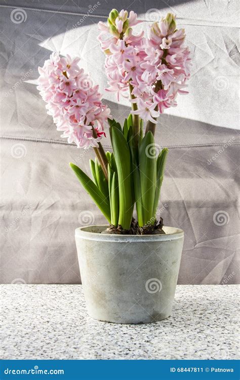 Hyacinths in a pot. stock image. Image of beautiful, pink - 68447811