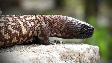 Mexican Beaded Lizard 01 Footage - YouTube