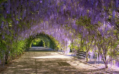 Wisteria Tunnel of Kitakyushu - Unusual Places