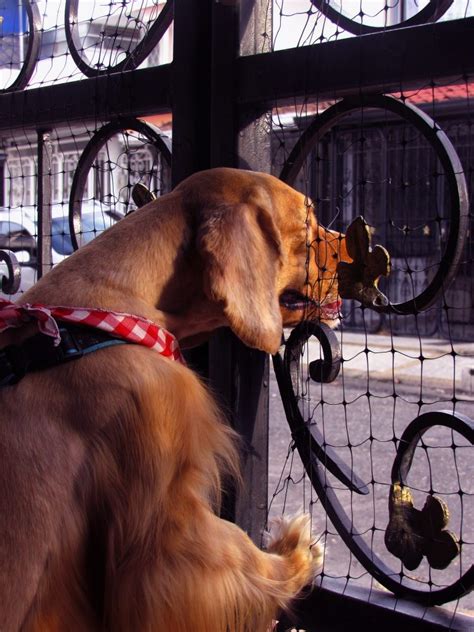 Irish Setter Puppy Training Tips: Understanding The Basic Principles ...