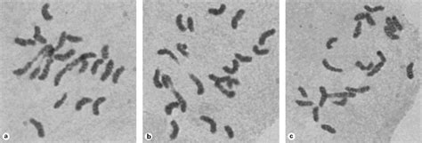 Figure 1 from Synaptic behaviour of hexaploid wheat haploids with ...