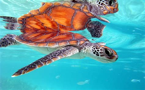 HD wallpaper: Marine Honu Turtle Bora Bora South Polynesia Desktop ...