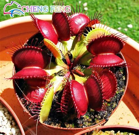 200pcs Pack Potted Insectivorous Plant Seeds Dionaea Muscipula Giant ...