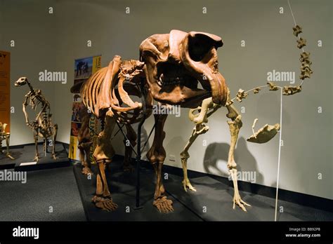 Dinosaur bones fossils hi-res stock photography and images - Alamy