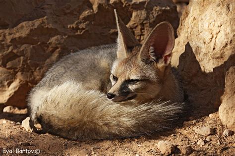 Blanford's fox (Vulpes cana) | Eyal Bartov | Flickr