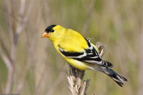 The Goldfinch Nest: American Goldfinch Nesting Habits - Daily Birder