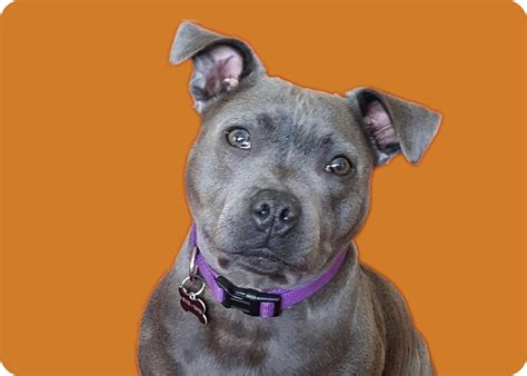 Staffordshire Bull Terrier Rescue: Providing Help to Staffy Terriers In ...