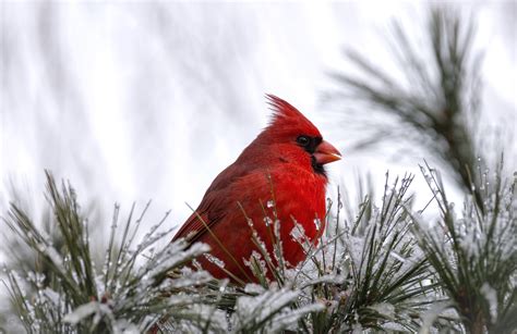 🔥 [40+] Cardinal Birds in Snow Wallpapers | WallpaperSafari