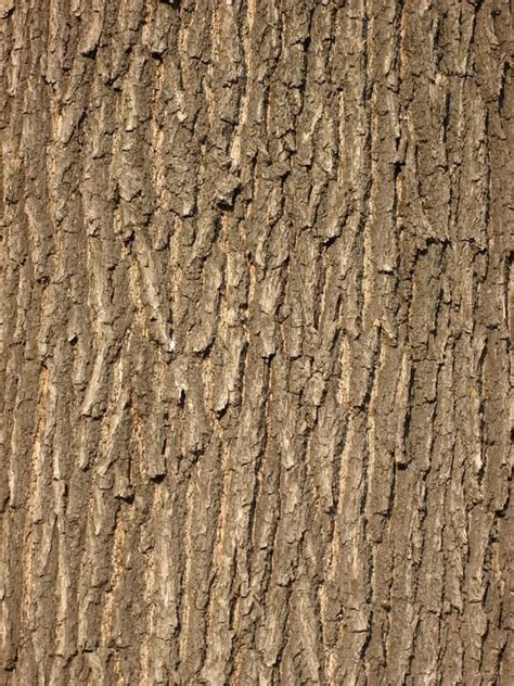 Oak Bark Tree - Free photo on Pixabay | Tree textures, Tree bark ...