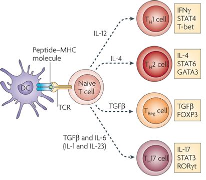 Development and specific markers of T and B lymphocytes