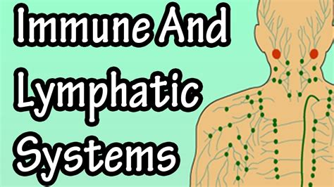 Immune System Function - Lymphatic System Function - YouTube