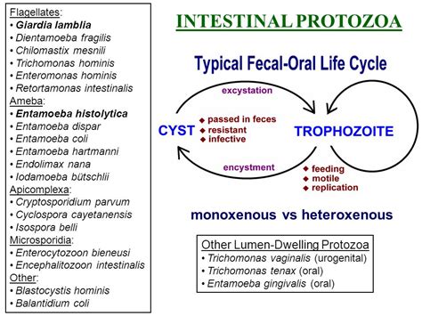 Iodamoeba Butschlii Life Cycle