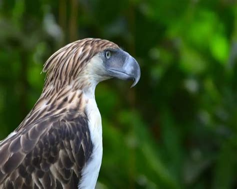 Philippine Eagle - Facts, Diet, Habitat & Pictures on Animalia.bio