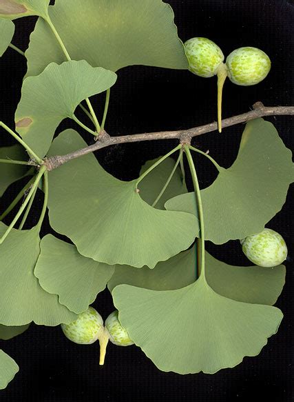 Ginkgophyta