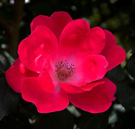 Red Knockout Rose Bushes For Sale Online | The Tree Center™