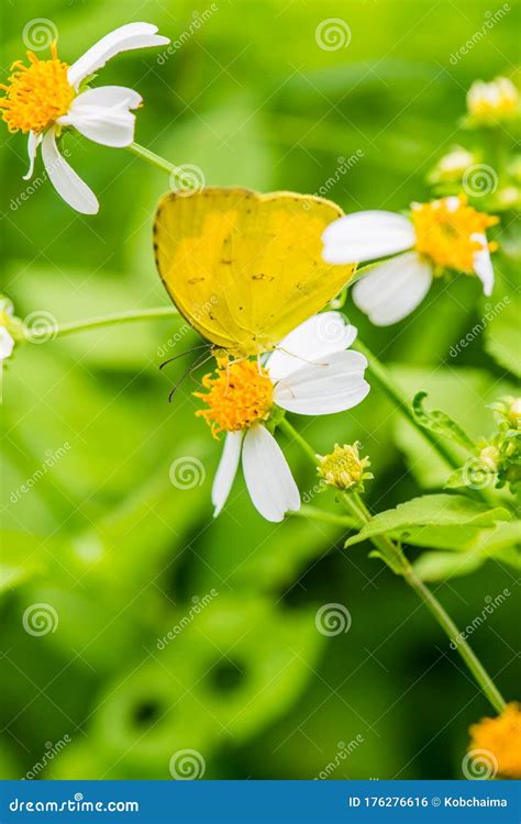 Yellow Butterfly on Flower in the Garden Stock Photo - Image of looking ...