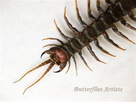 Real Giant Poisonous Centipede Scolopendra Subspinipes Rare - Etsy Canada