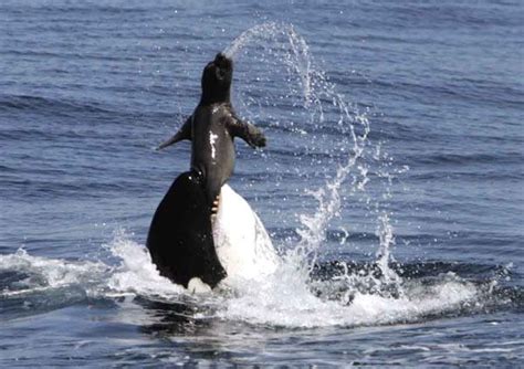 Transient Orca Attacking Seal - Incredible Wildlife Moment