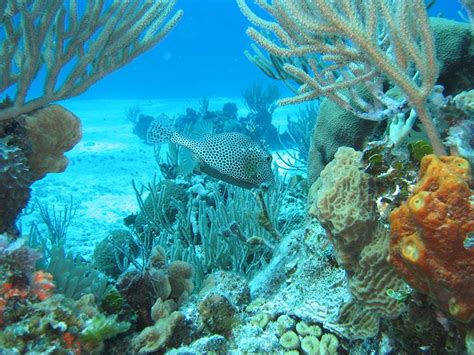 Snorkeling in PLAYA DEL CARMEN with Dressel Divers